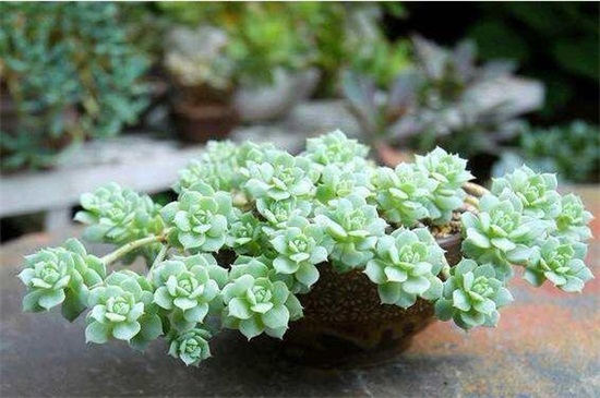 石莲花有毒吗,无毒可放心盆栽养护 石莲花有毒吗,无毒可放心盆栽养护