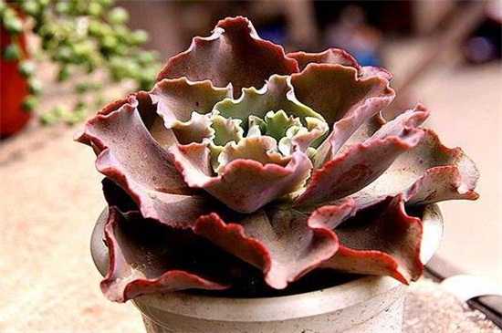 石莲花有毒吗,无毒可放心盆栽养护 石莲花有毒吗,无毒可放心盆栽养护