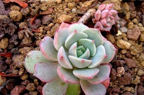 石莲花有毒吗,无毒可放心盆栽养护 石莲花有毒吗,无毒可放心盆栽养护