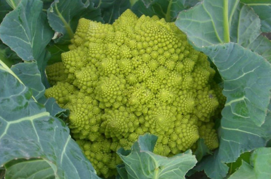 花菜育苗时间和方法 花菜育苗时间和方法