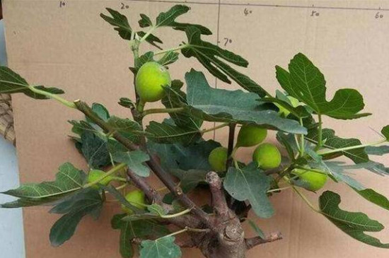 无花果叶子发黄是怎么回事 无花果叶子发黄是怎么回事