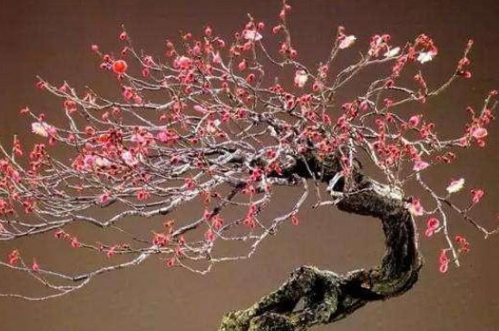 梅花是乔木还是灌木 梅花是乔木还是灌木