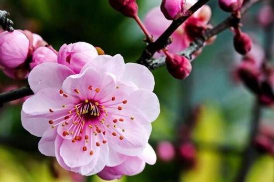 梅花是乔木还是灌木 梅花是乔木还是灌木