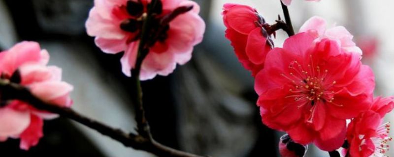 梅花是乔木还是灌木 梅花是乔木还是灌木