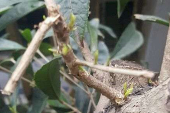 四季桂花的修剪方法 四季桂花的修剪方法