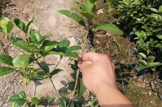 四季桂花的修剪方法 四季桂花的修剪方法