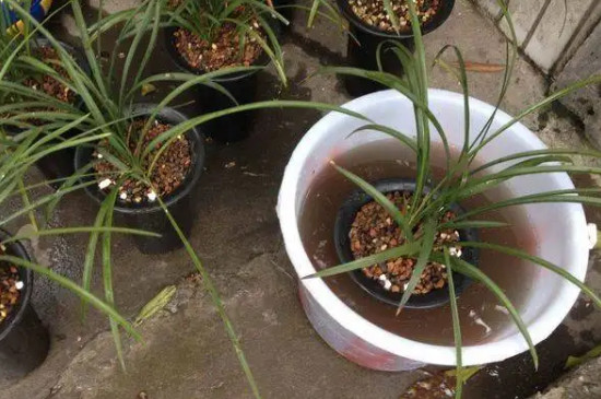如何栽培兰花 如何栽培兰花