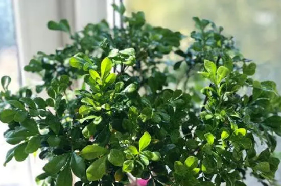米兰花叶子发黄干枯怎么办 米兰花叶子发黄干枯怎么办