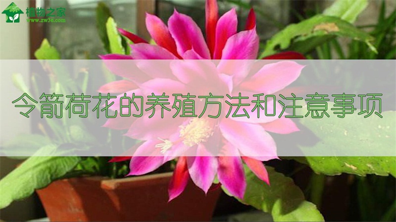 令箭荷花的养殖方法和注意事项 令箭荷花的养殖方法和注意事项