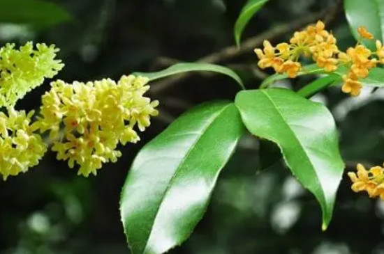 桂花开花时间是几点左右 桂花开花时间是几点左右