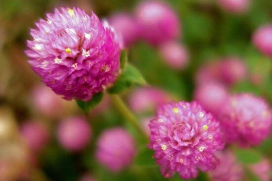 千日红的花语 千日红的花语