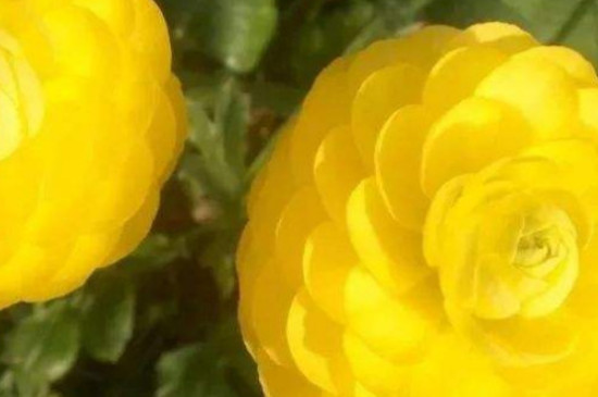 花毛茛什么时候开花 花毛茛什么时候开花