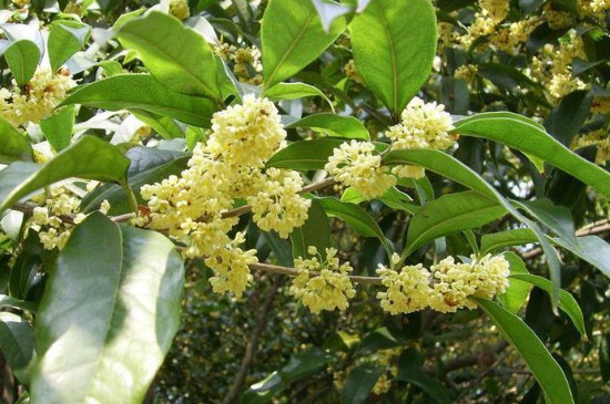 桂花在几点开放 桂花在几点开放