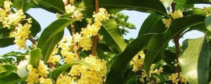 桂花在几点开放 桂花在几点开放
