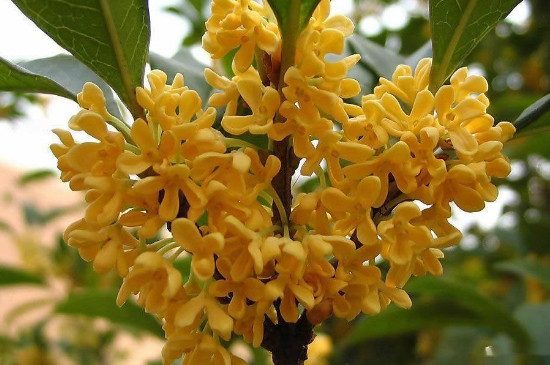 桂花在几点开放 桂花在几点开放