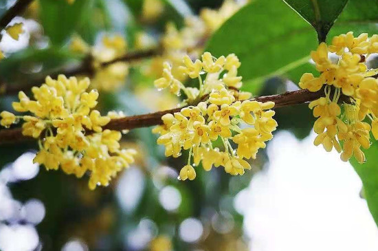 桂花在几点开放 桂花在几点开放