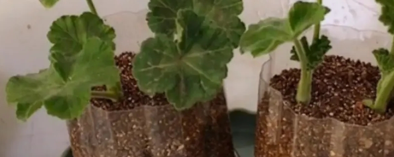 木绣球种植方法 木绣球种植方法