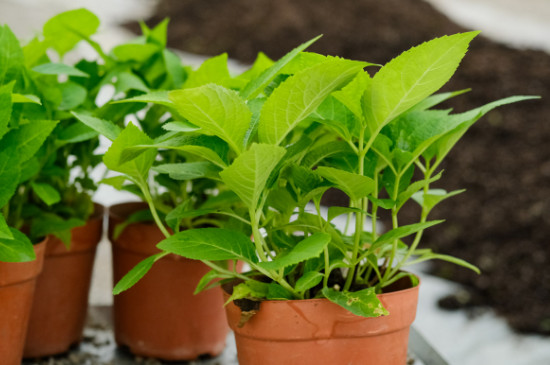 木绣球种植方法 木绣球种植方法
