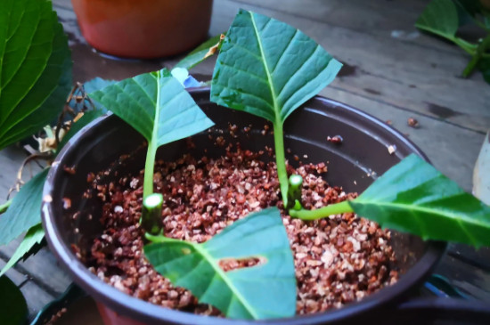 木绣球种植方法 木绣球种植方法