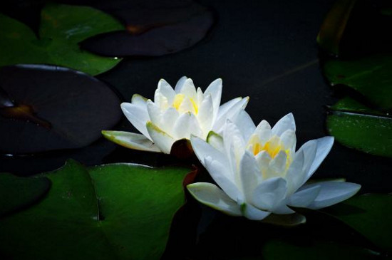 莲花的别称有哪些 莲花的别称有哪些