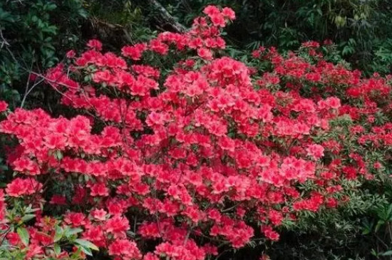杜鹃花可以晒太阳吗 杜鹃花可以晒太阳吗