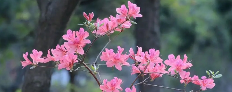 杜鹃花可以晒太阳吗 杜鹃花可以晒太阳吗