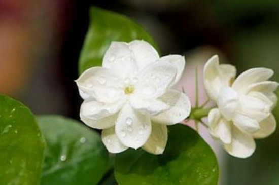 茉莉花适合在室内养吗 茉莉花适合在室内养吗