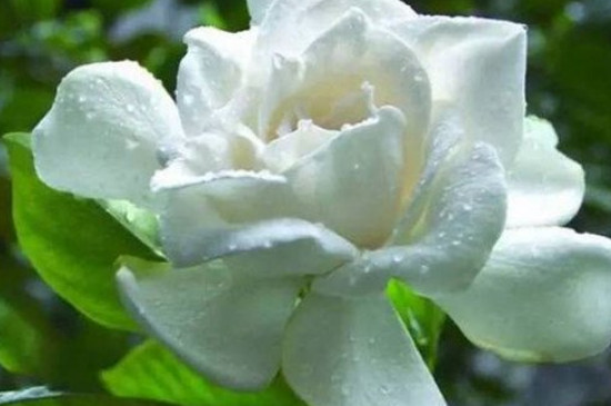 茉莉花适合在室内养吗 茉莉花适合在室内养吗