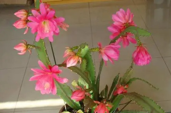 令箭荷花用深盆还是浅盆 令箭荷花用深盆还是浅盆