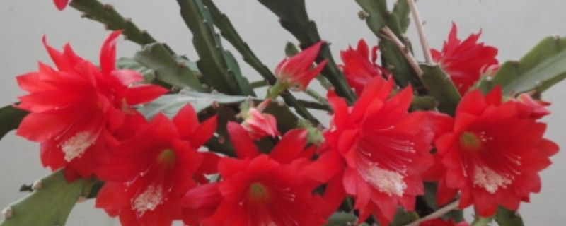 令箭荷花用深盆还是浅盆 令箭荷花用深盆还是浅盆