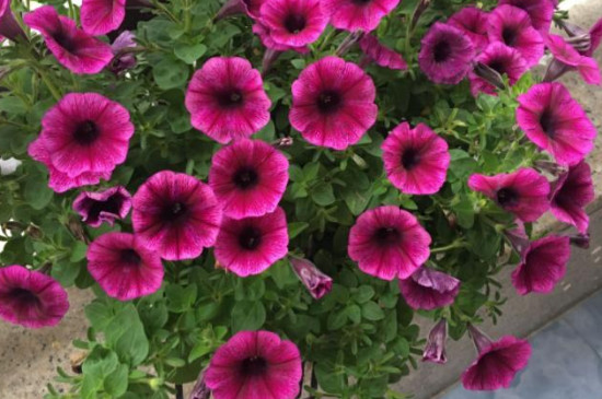 矮牵牛花种子几月份播种 矮牵牛花种子几月份播种