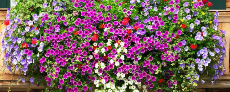 矮牵牛花种子几月份播种 矮牵牛花种子几月份播种