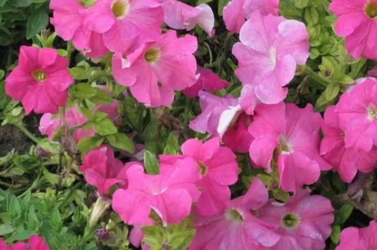 矮牵牛花种子几月份播种 矮牵牛花种子几月份播种