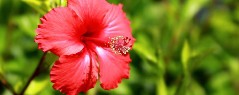 扶桑花用啤酒浇 扶桑花用啤酒浇