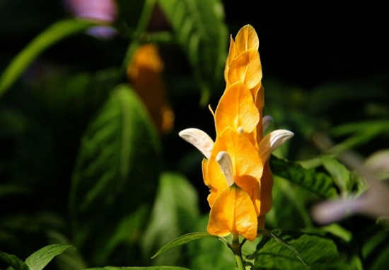 金苞花的养殖方法:喜高温高湿环境 金苞花的养殖方法:喜高温高湿环境