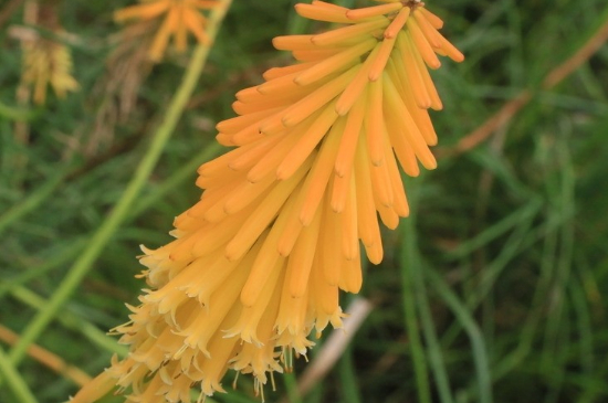 火炬花怎么养 火炬花怎么养