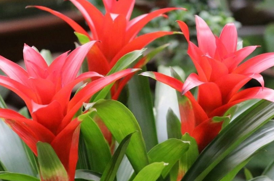 火炬花怎么养 火炬花怎么养