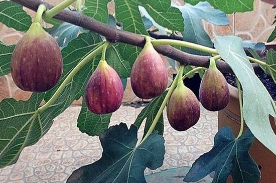无花果是裸子植物还是被子植物 无花果是裸子植物还是被子植物