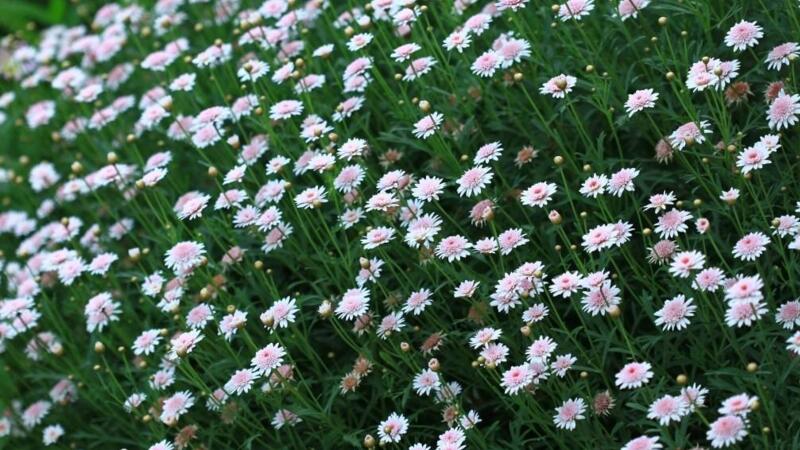 玛格丽特花什么时候开花 玛格丽特花什么时候开花