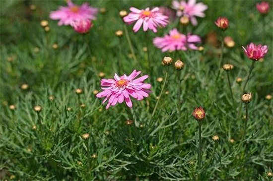 玛格丽特花什么时候开花 玛格丽特花什么时候开花