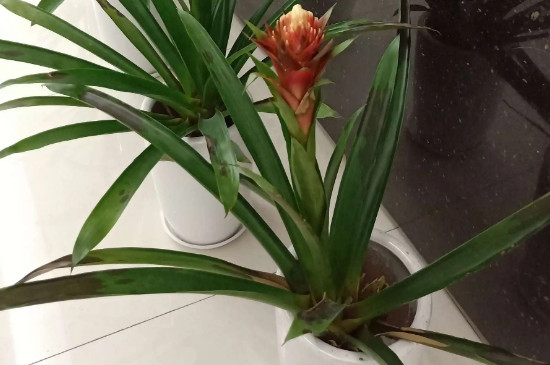 水塔花的养殖方法 水塔花的养殖方法