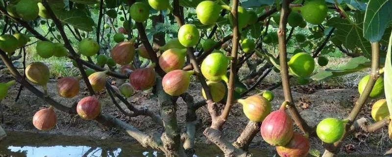 无花果开花吗 无花果开花吗