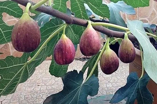 无花果开花吗 无花果开花吗