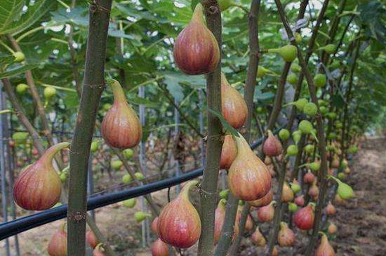无花果开花吗 无花果开花吗
