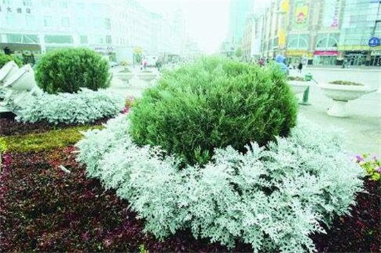 雪叶莲有毒吗 雪叶莲有毒吗