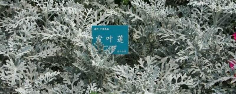 雪叶莲有毒吗 雪叶莲有毒吗