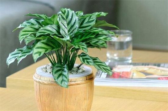 孔雀竹芋有毒吗 孔雀竹芋有毒吗