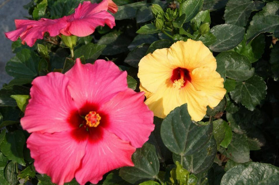 四季牡丹花是扶桑花吗 四季牡丹花是扶桑花吗