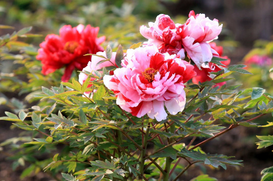 四季牡丹花是扶桑花吗 四季牡丹花是扶桑花吗