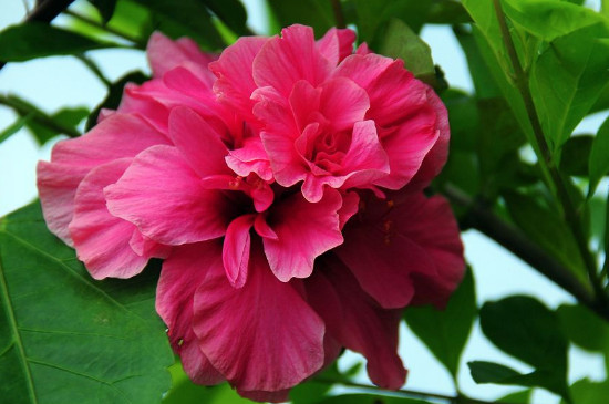 四季牡丹花是扶桑花吗 四季牡丹花是扶桑花吗